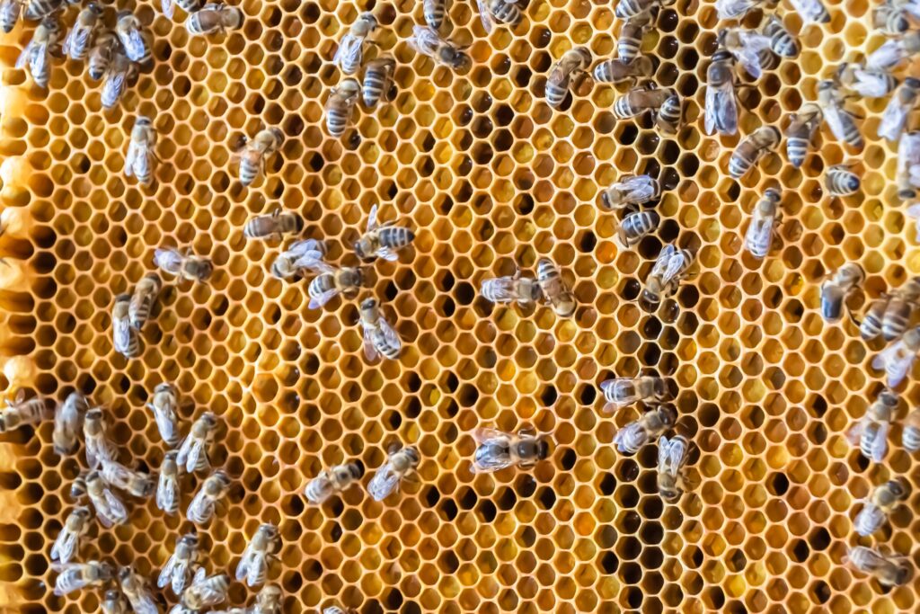 Honeybee Farming Profit
