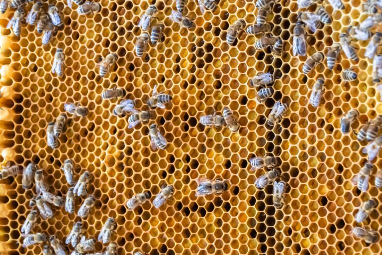 Honeybee Farming Profit