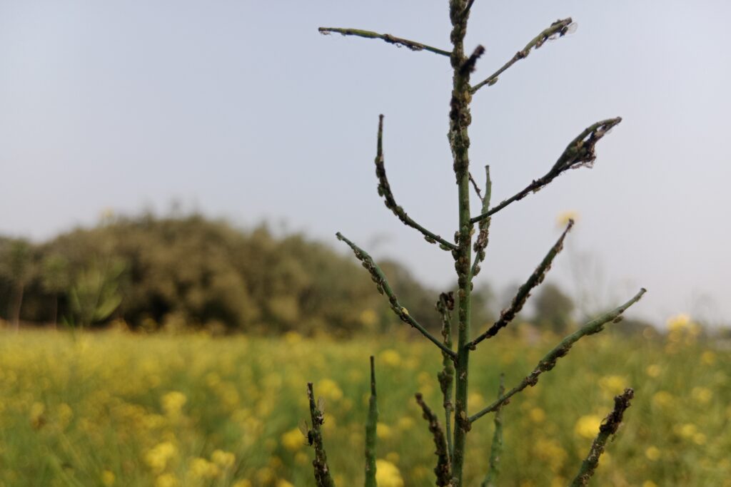 Mustard Aphid Management