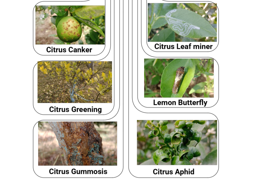 8 Major Citrus Pests and Diseases
