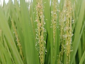 Rice Growth Stages