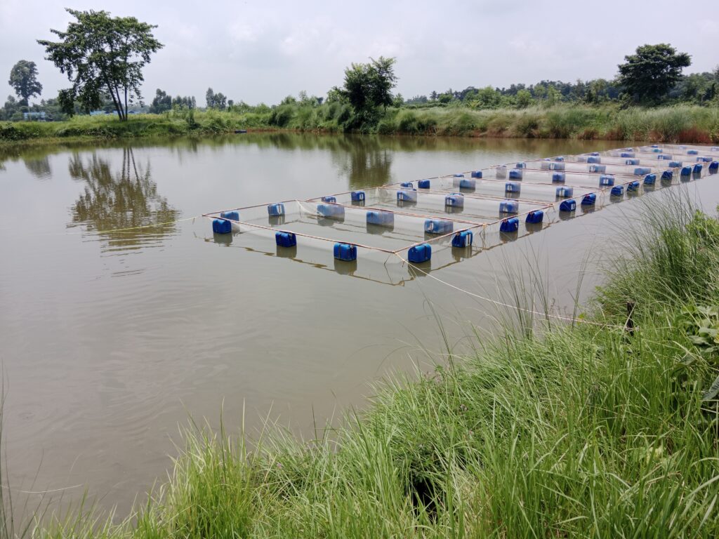 Tilapia Farming Profit Per Acre