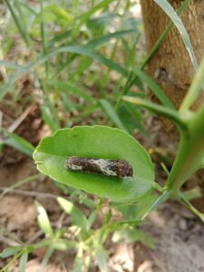 8 Major Citrus Pests and Diseases