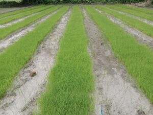 Rice Growth Stages