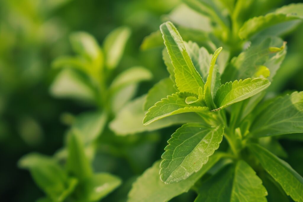 Stevia Farming Profit Per Acre