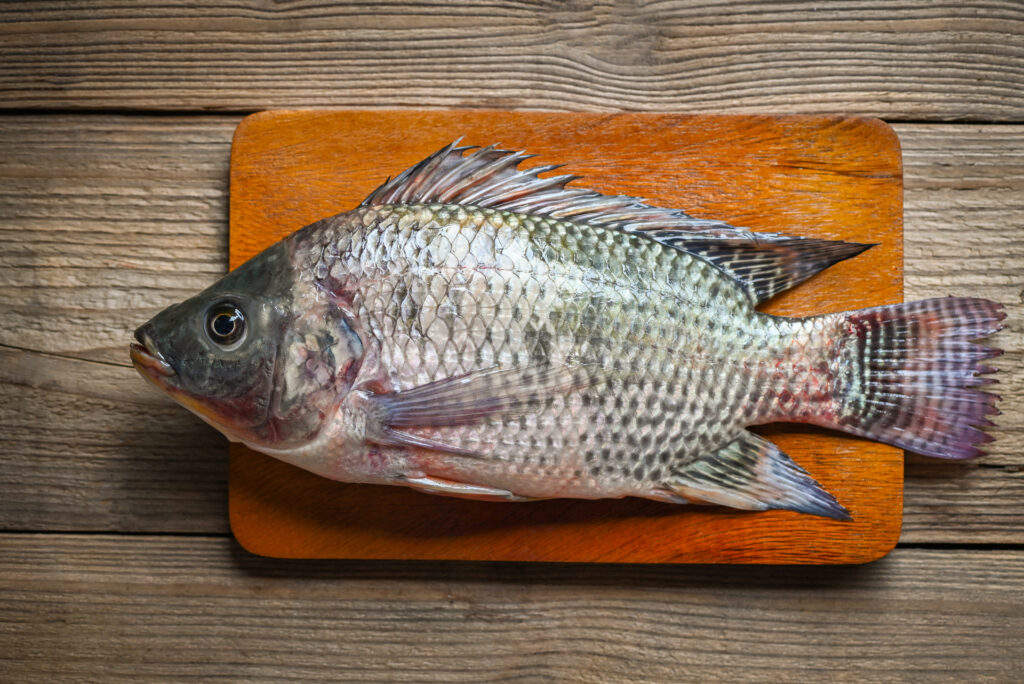 Comprehensive Guide to Tilapia Farming