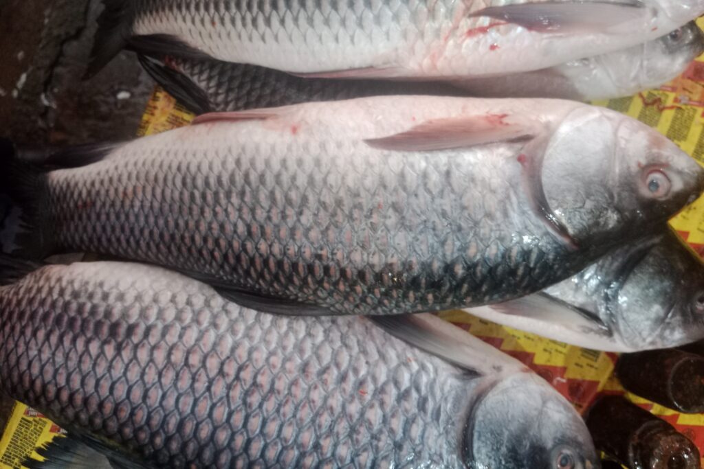 Rohu Farming Profit Per Acre