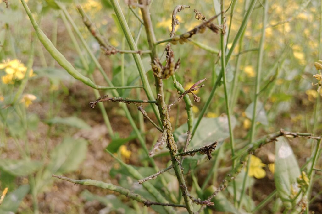 Mustard Aphid Management