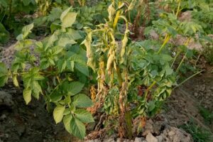 Potato Bacterial Wilt Management