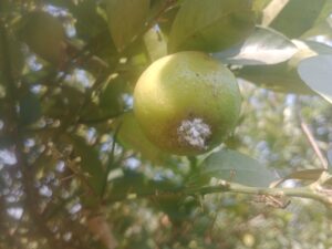 8 Major Citrus Pests and Diseases