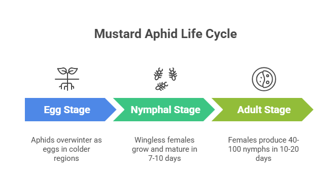 Mustard Aphid Management