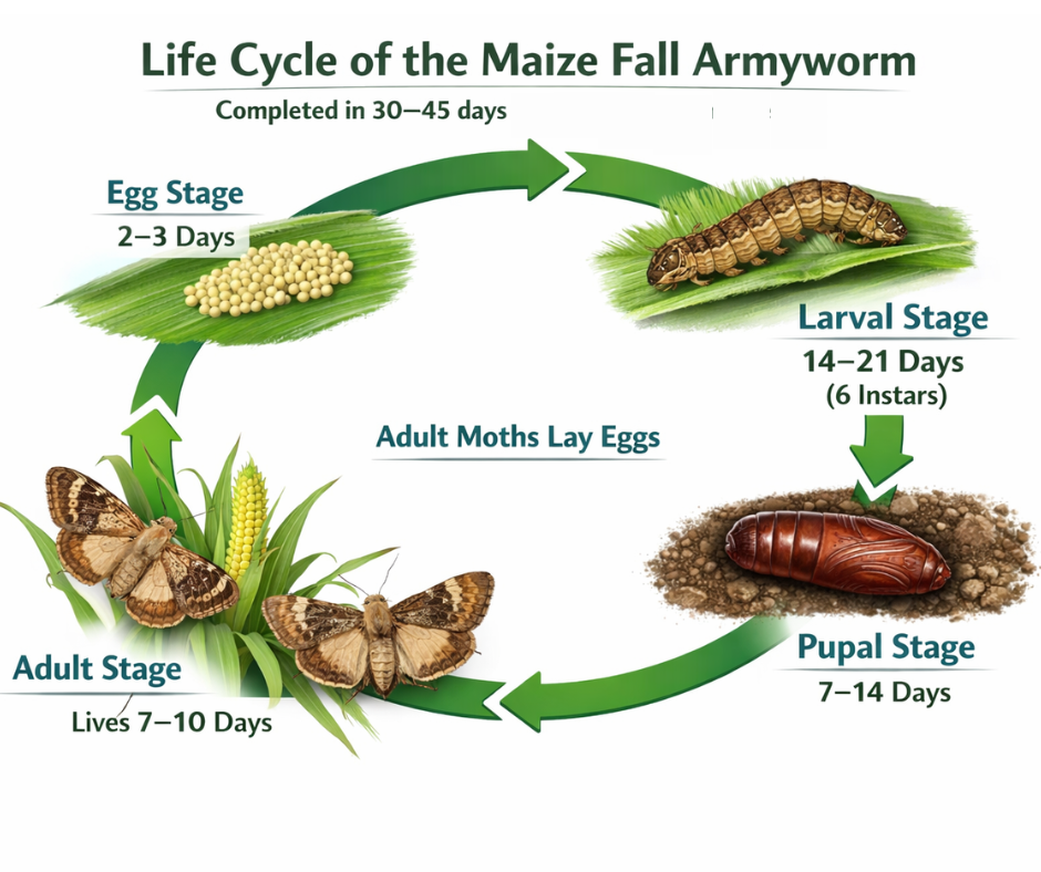 Maize Fall Armyworm Management