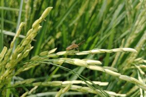 Rice Growth Stages