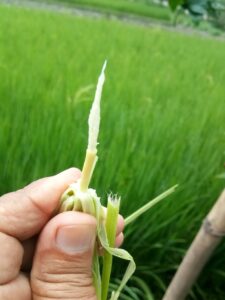 Rice Growth Stages