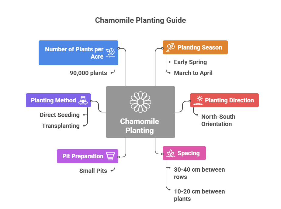 Chamomile Farming Profit Per Acre