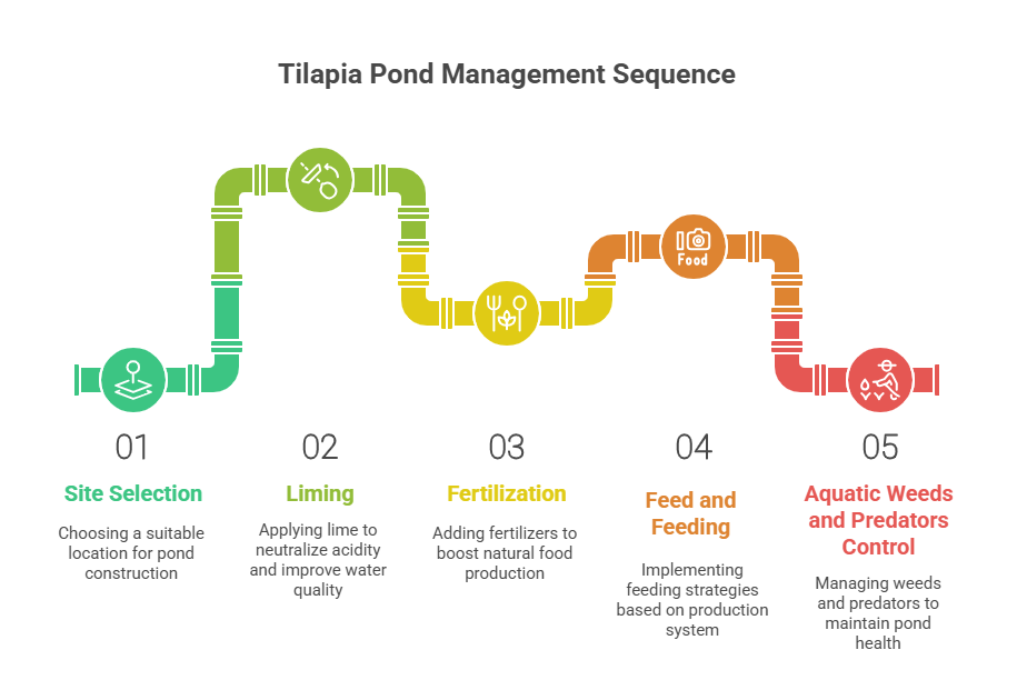 Comprehensive Guide to Tilapia Farming