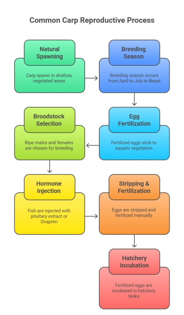 Common Carp cyprinus carpio 