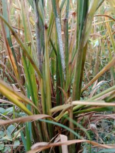 Major insect pest of rice in India