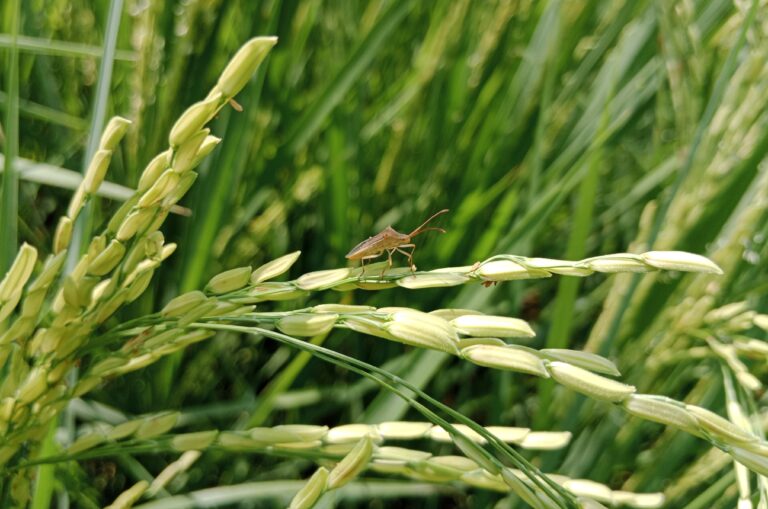 Major insect pest of rice in India