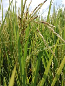 Major insect pest of rice in India