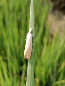Major insect pest of rice in India