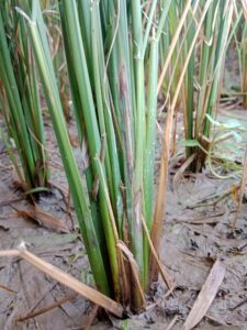Rice Diseases and their Control