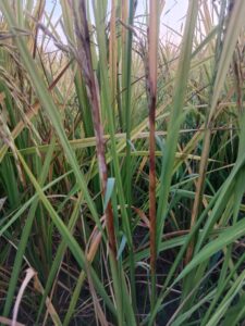 Rice Diseases and their Control