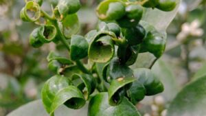 8 Major Citrus Pests and Diseases
