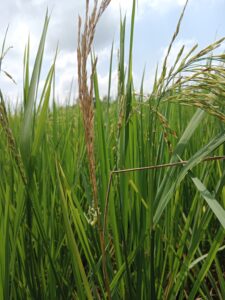 Major insect pest of rice in India