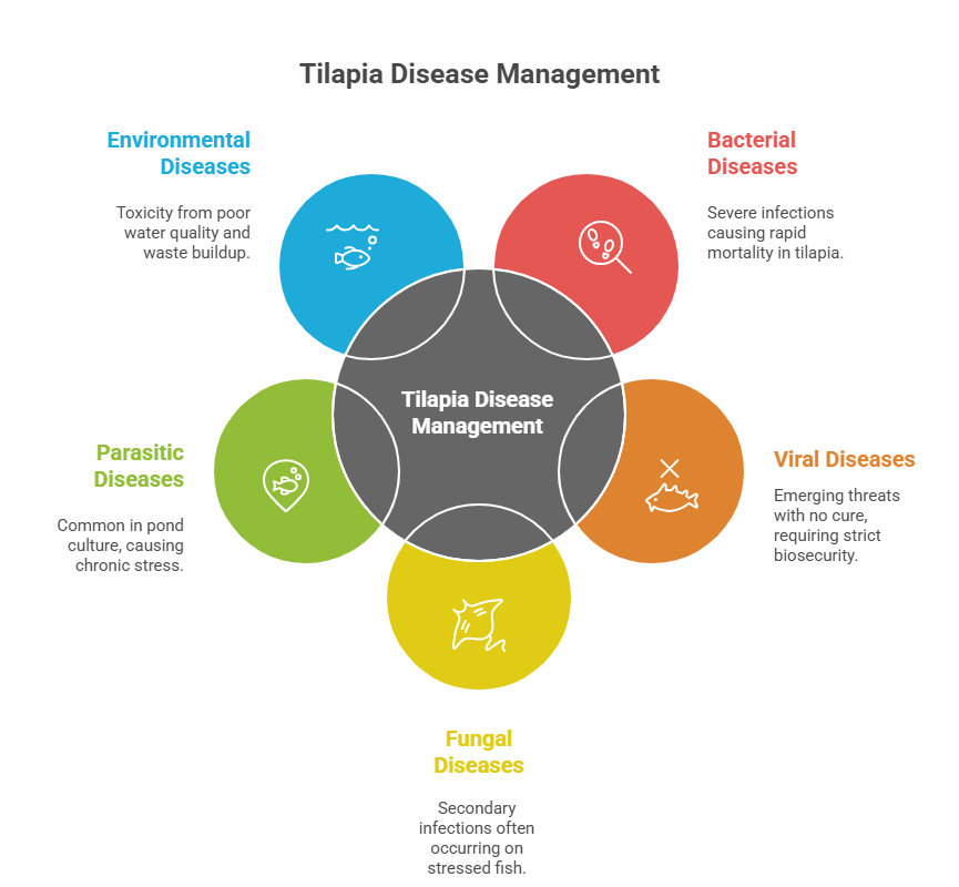 Comprehensive Guide to Tilapia Farming