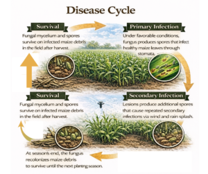 Grey Leaf Spot of Maize