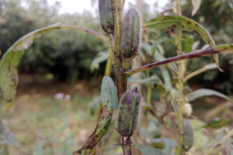 Alternaria Leaf Blight of Sesame