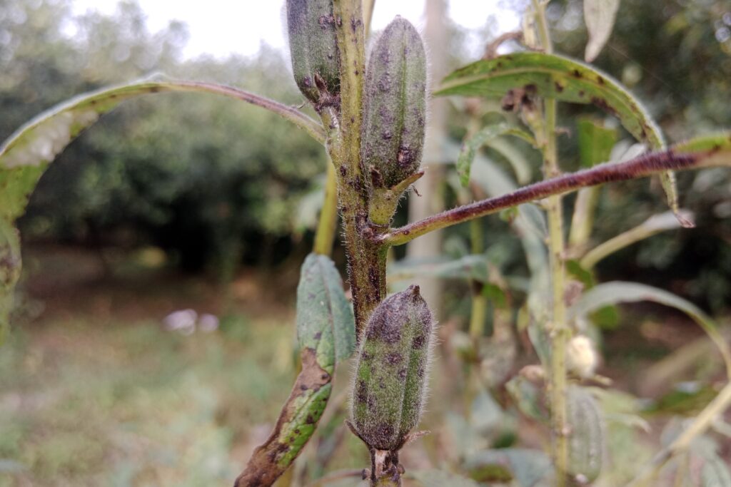 Alternaria Leaf Blight of Sesame
