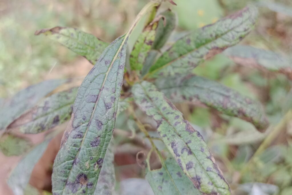 Alternaria Leaf Blight of Sesame