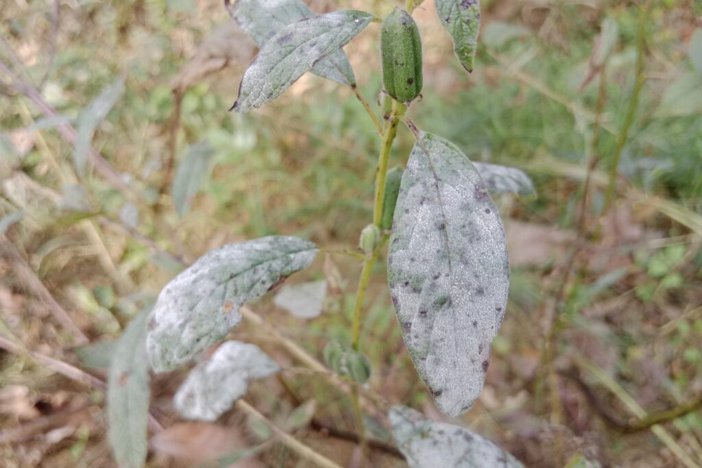 Sesame Powdery Mildew Management
