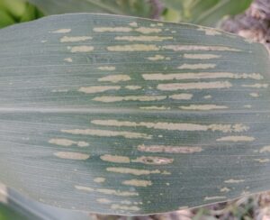 Grey Leaf Spot of Maize