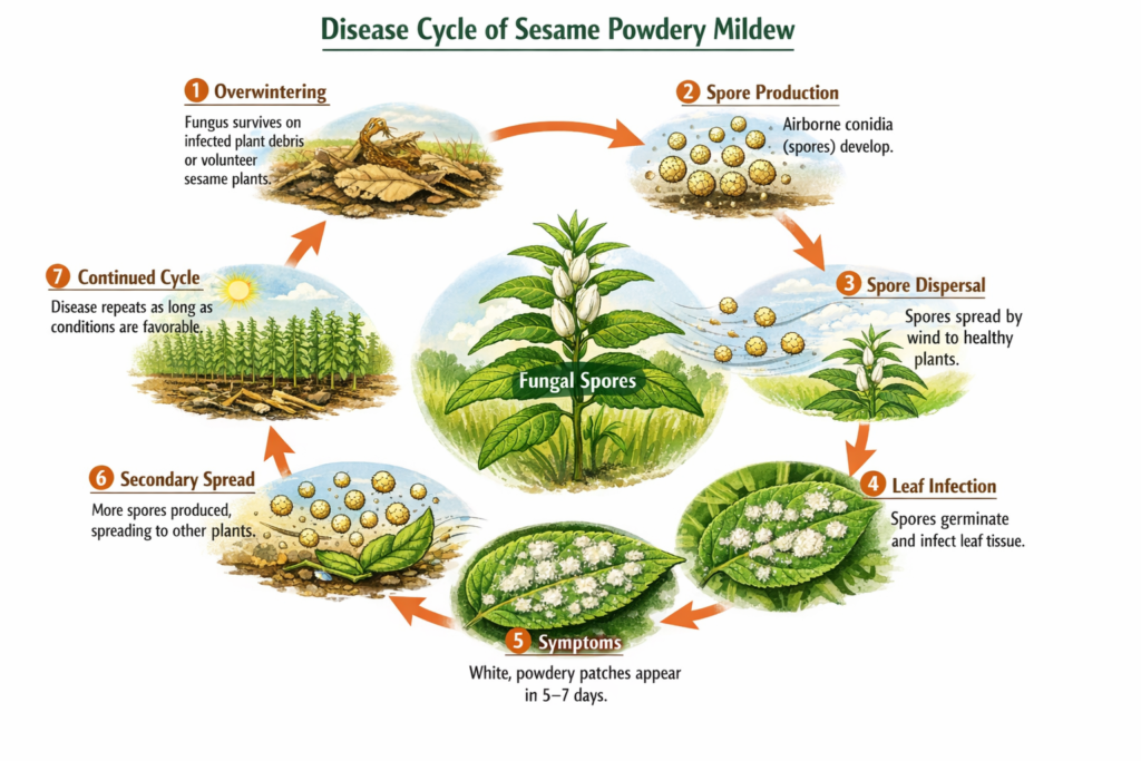 Sesame Powdery Mildew Management